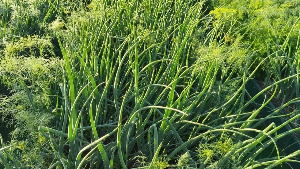 Морковь в просветах — не просто соседство, а рабочий барьер от вредителей