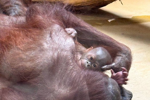   Фото: Калининградский зоопарк