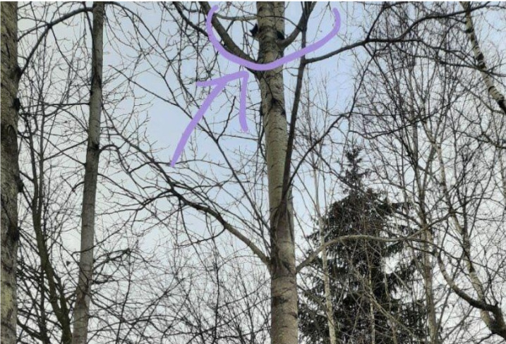 фото:  Кошкиспас