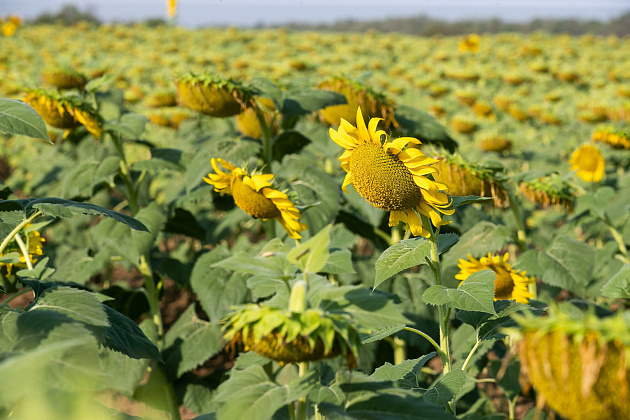 Фото: администрация Волгоградской области