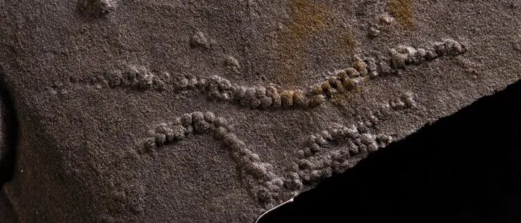    Источник: scientificrussia.ru Полина Краснова