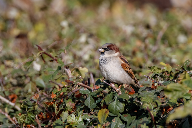 В столице Татарстане обитает порядка 15 видов птиц-дуплогнездников.