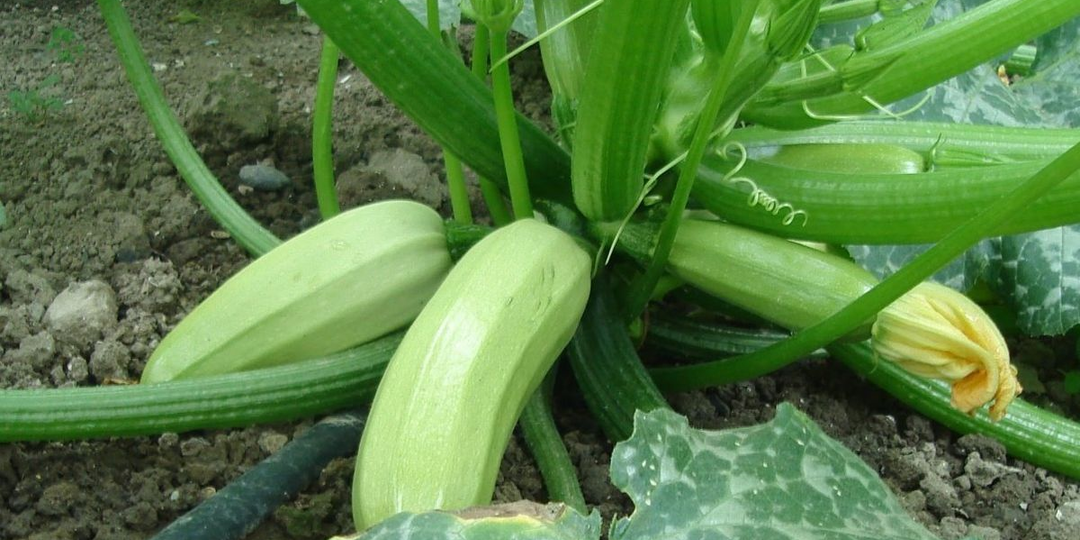 Кабачковый конвейер: сорта, которые дают урожай через месяц