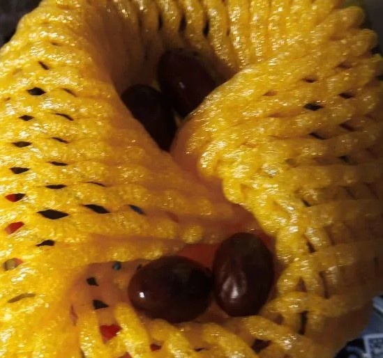 Фото автора. Проращивание семян личи.