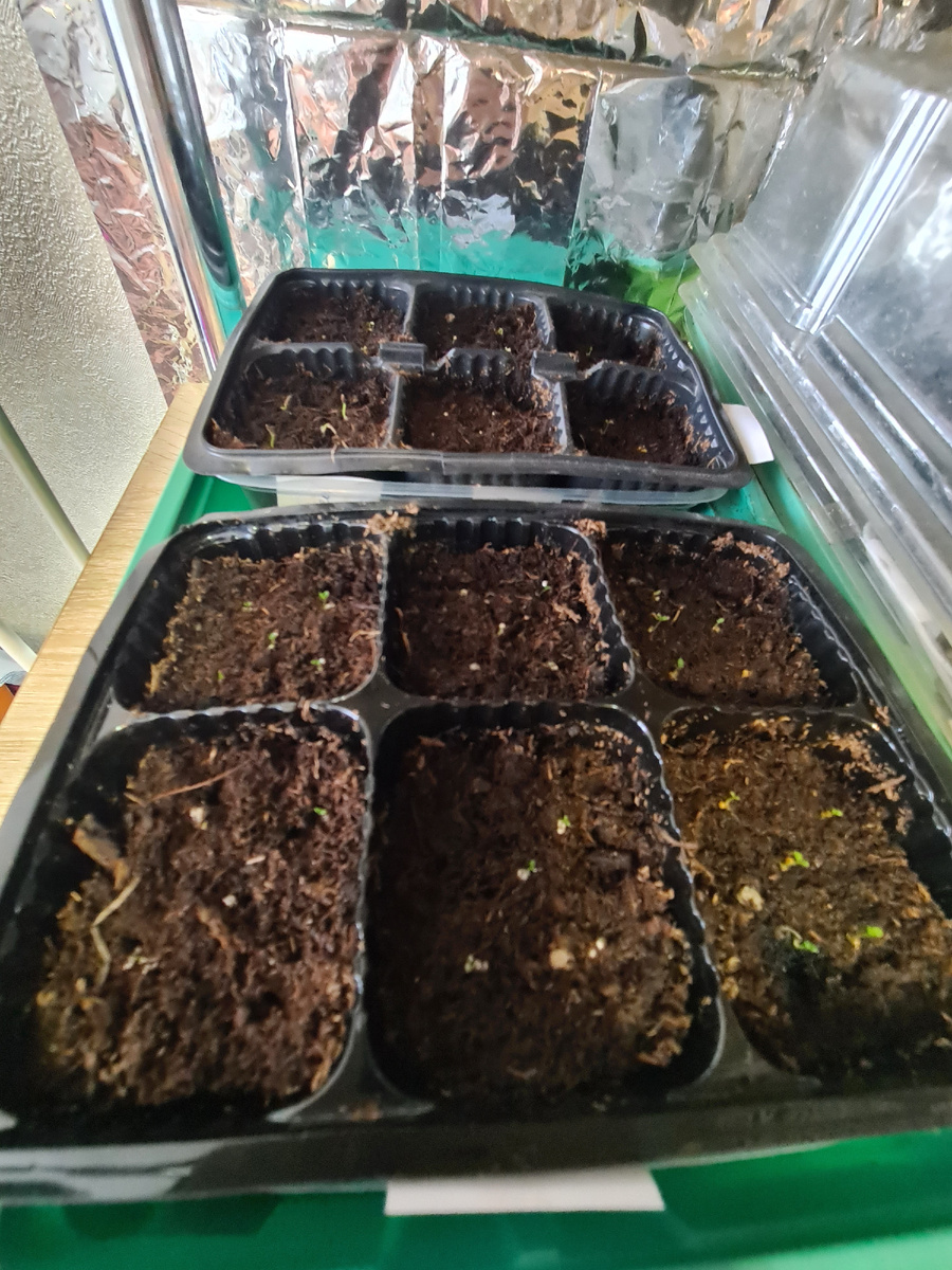 Совсем крошечные всходы видны у петунии справа в нижнем ряду