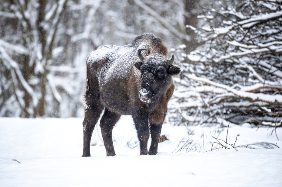    Ingolf König-Jablonski/ZB/Global Look Press