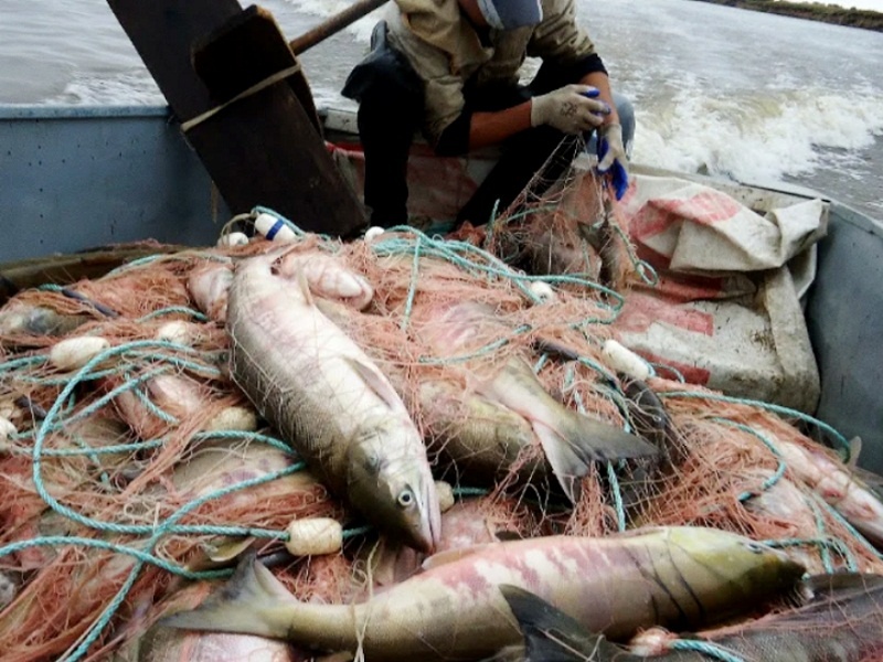 Сетевой улов