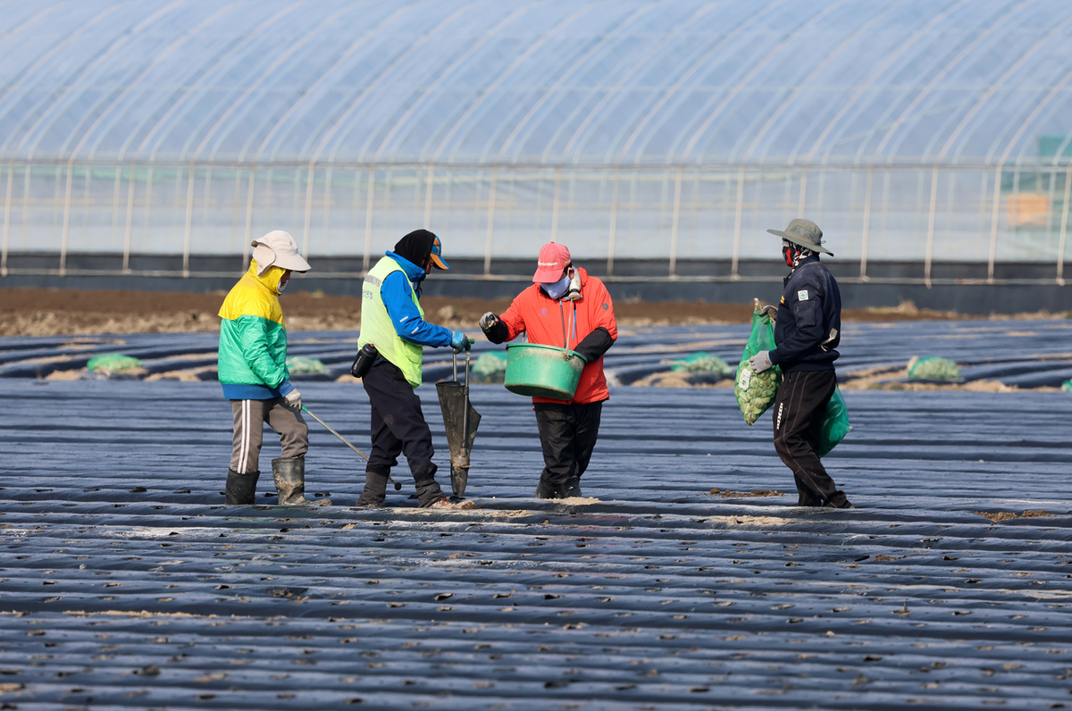 Иностранные и корейские рабочие на полях фермы в Канныне, провинция Канвон, во вторник. Эта фотография не имеет прямого отношения к настоящей статье (Ренхап)