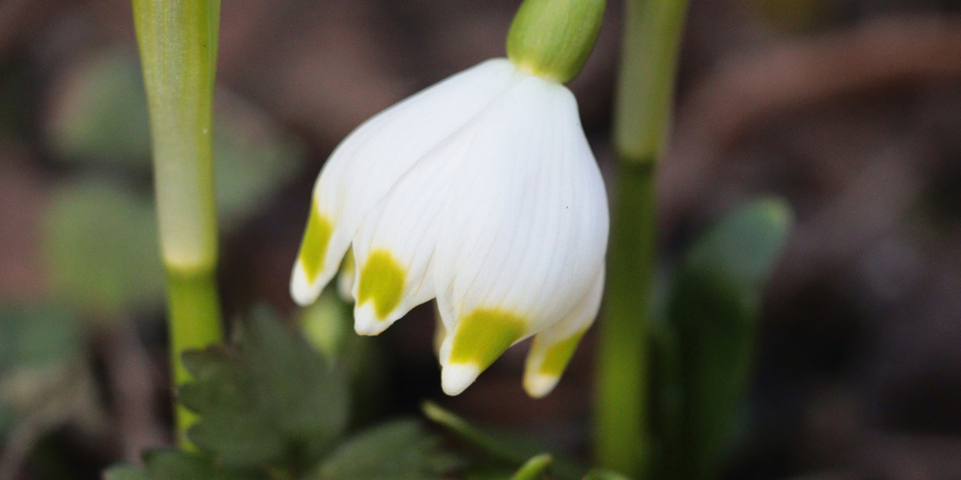 Прекрасные весенние моменты в ботаническом саду