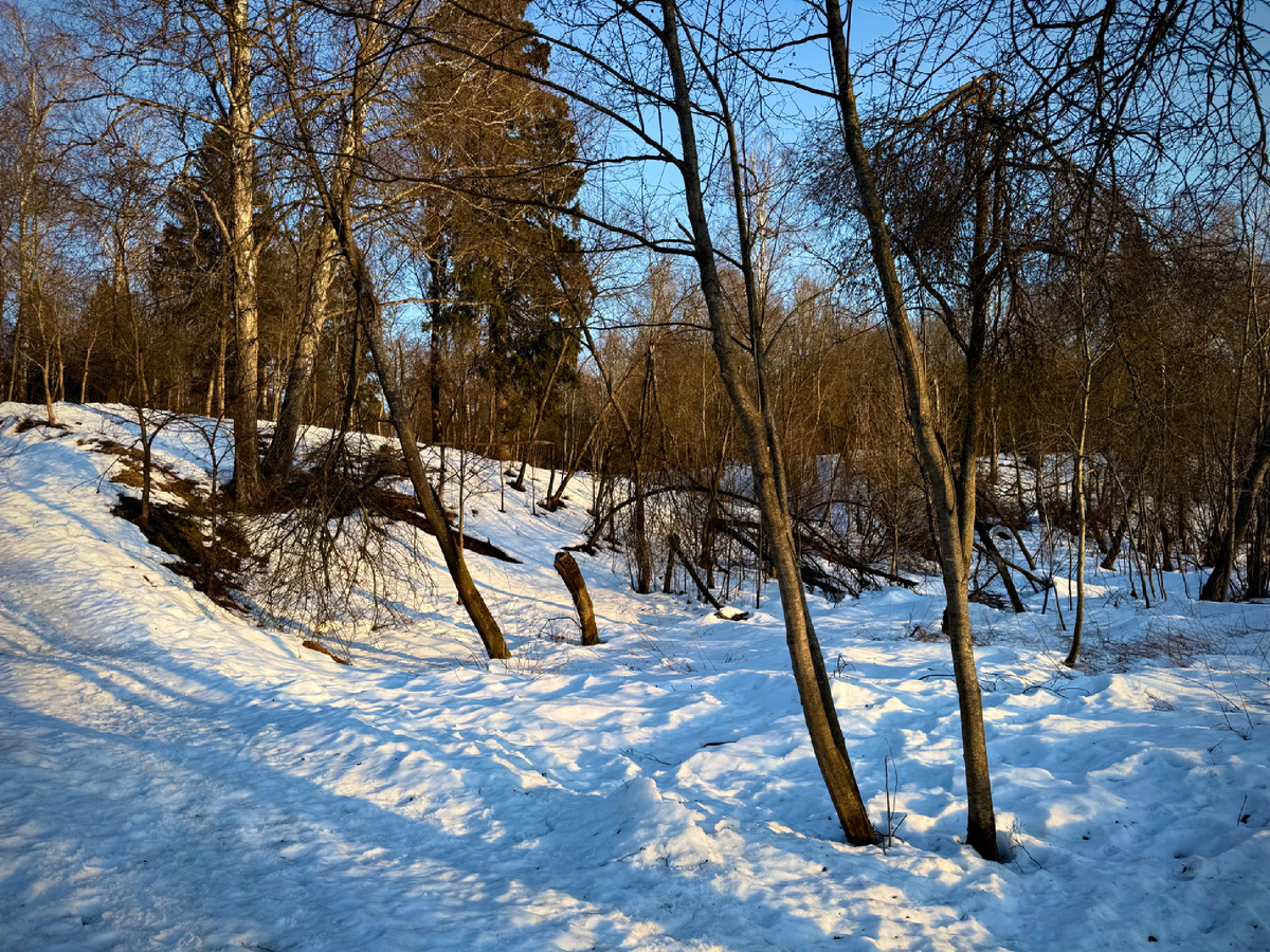 В лесу весна пока еще едва ощущается