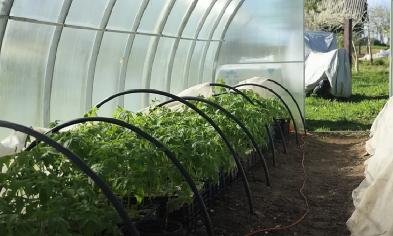 Выращиваем крепкую рассаду помидоров с помощью простой подкормки