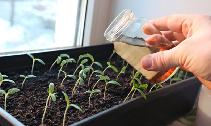 Выращиваем крепкую рассаду помидоров с помощью простой подкормки