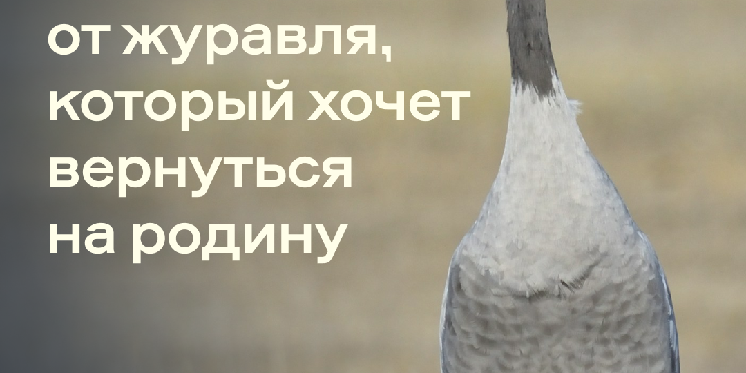🕊 «Помогите защитить нашу родину»