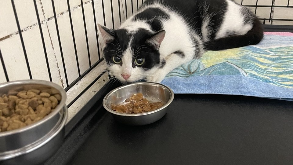 Они просто хотели, чтобы их заметили. Весеннее пополнение приюта «Путь домой»