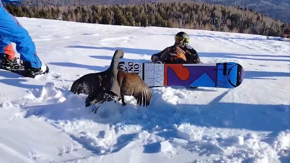 ФОТО: Кадр программы "Загадки человечества", РЕН ТВ