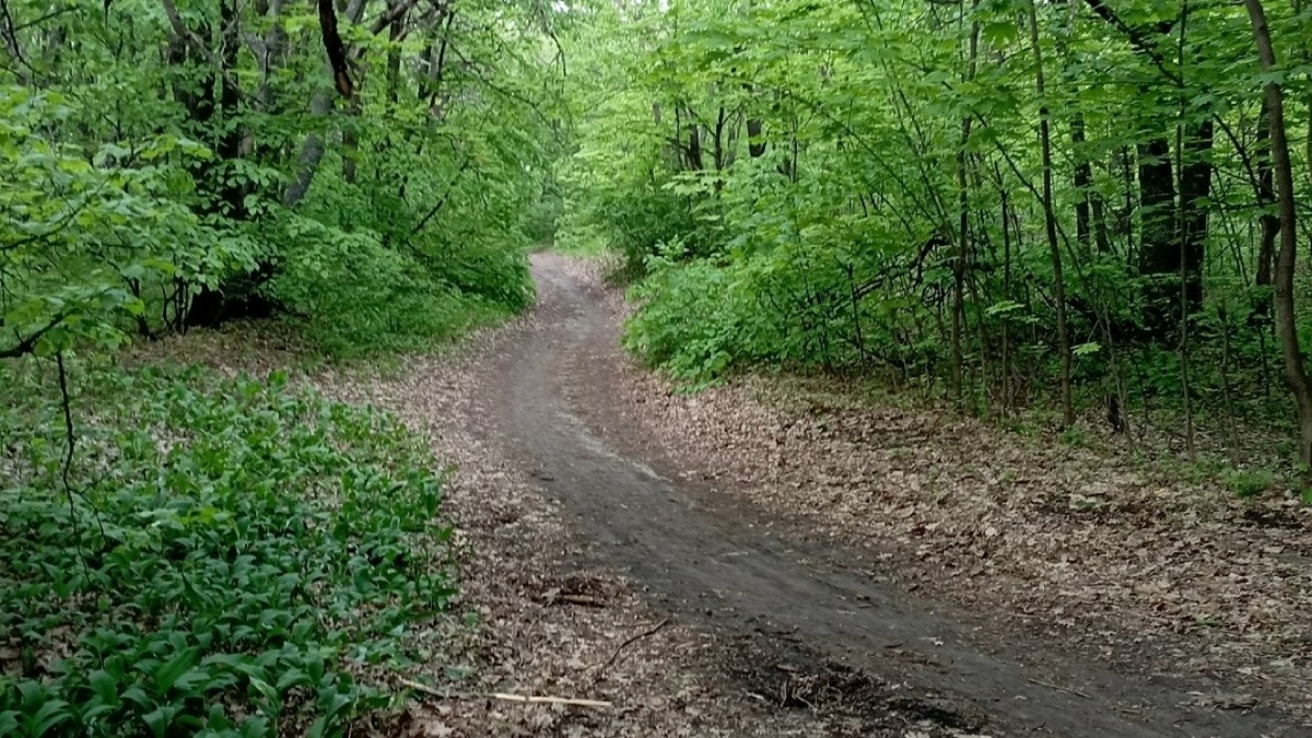    На саратовской Кумысной поляне за 3 миллиона рублей расставят приманки с отравойНовости Саратова и области – Сетевое издание «Репортер64»