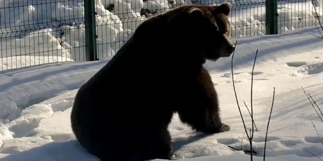 Авиамедведь Мансур из Орешково в Калужской области вышел из зимней спячки 9 марта