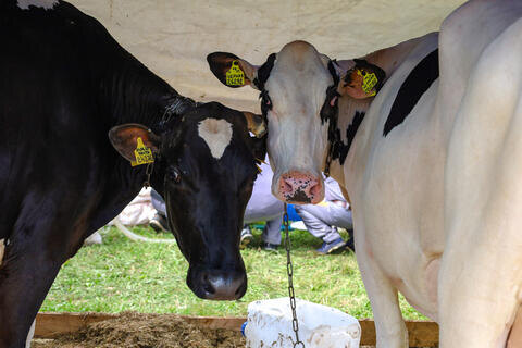 Что происходит с массовым убоем коров в российских регионах? Фермеры теряют доход и выходят на протесты