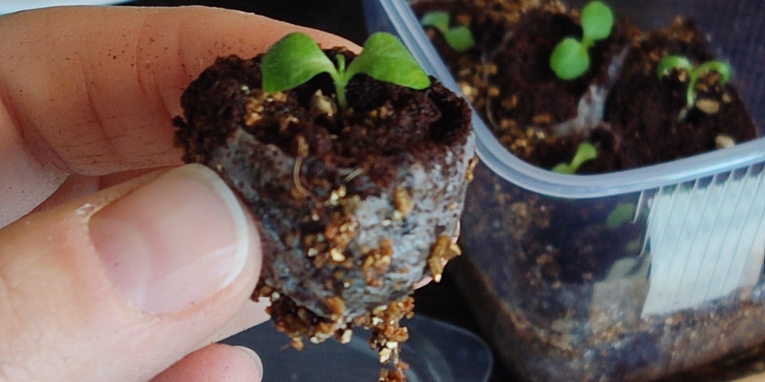 Торфяные таблетки. Нужны ли они?