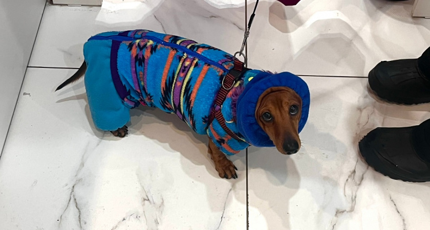    Фото Анастасии Дмитриевой