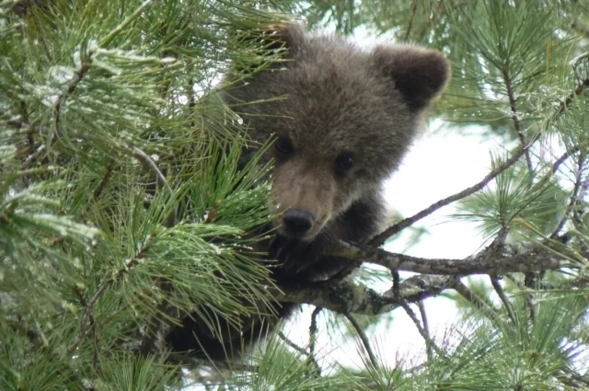    В Югре медведи проснутся в конце марта, начале апреля