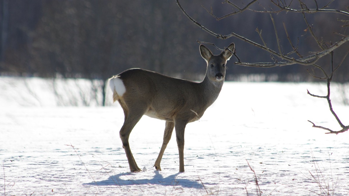    Суровая зима в лесах Челябинской области скрыла под снегом естественные пастбища для копытных