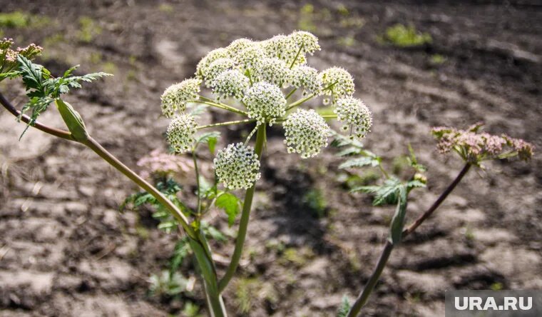 Борщевик Сосновского может достигать в высоту 5 метров
Фото: Владимир Жабриков © URA.RU