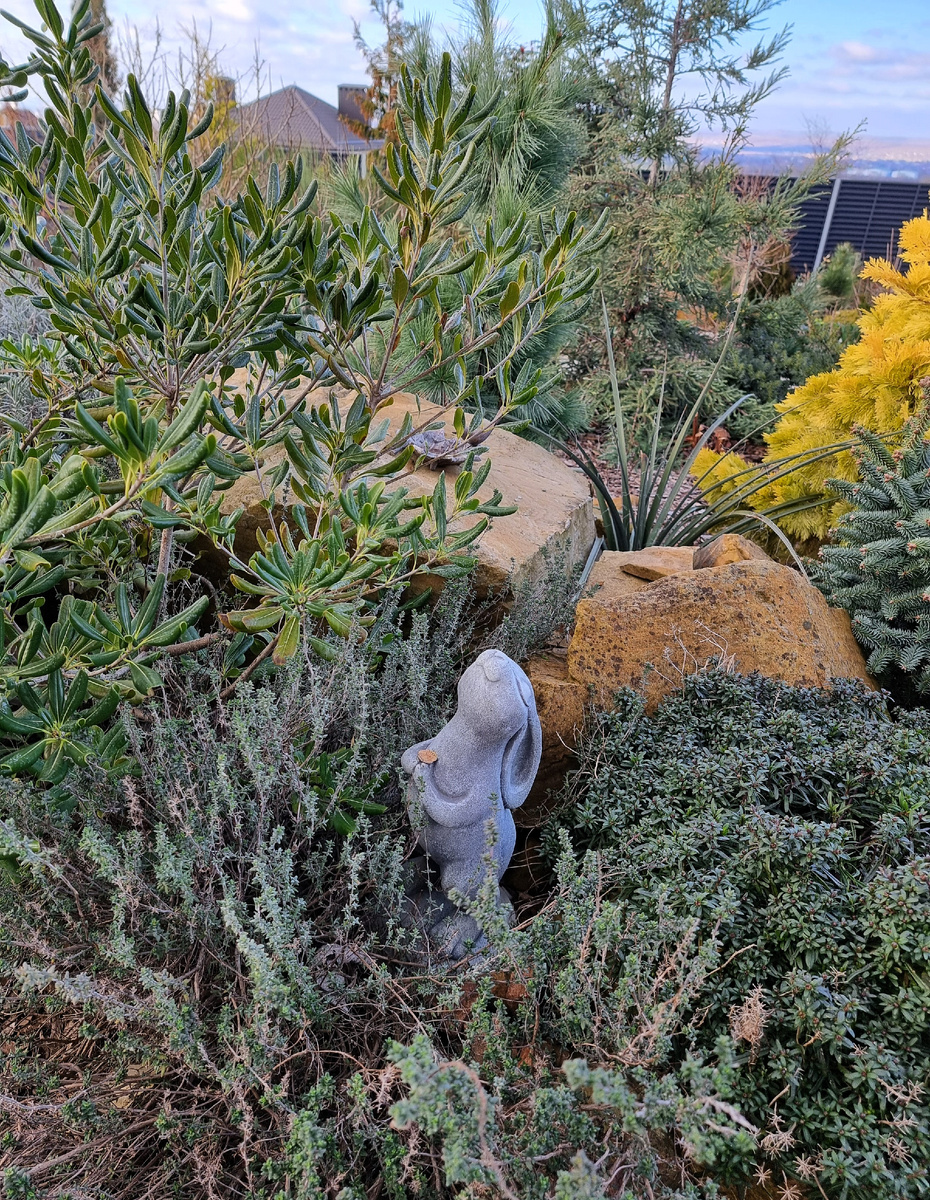 Мой южный сад. Анапа. Февраль.