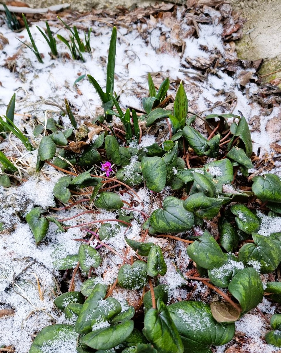 В мороз тургор снижается. 