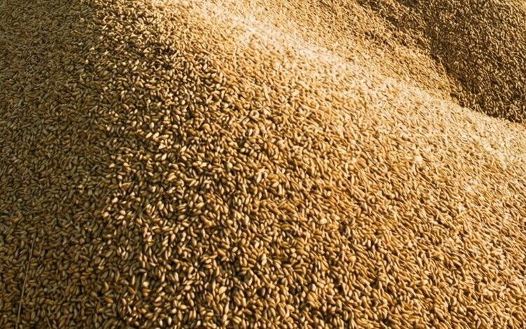    Фото: Медведева Анна, AgroXXI.ru