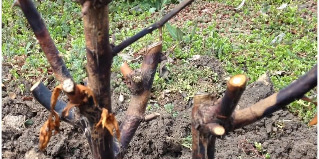 Если роза почернела после зимы, полейте её этим средством. Вы будете поражены, как быстро она оживёт