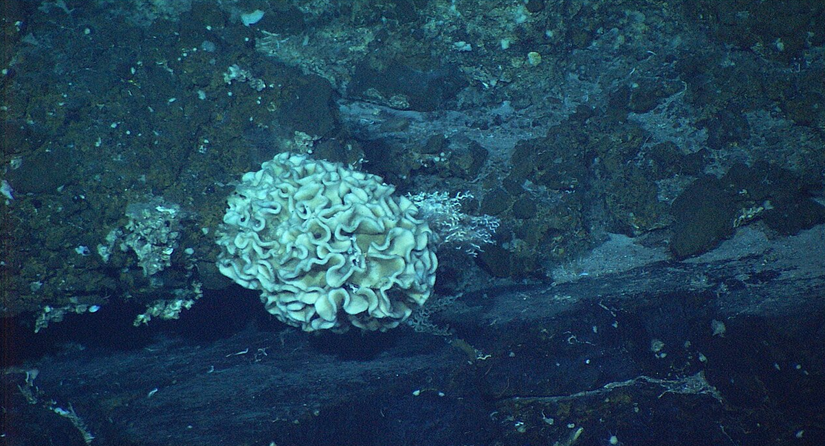 Ксенофиофора - это одноклеточная амеба около 10 см в диаметре.