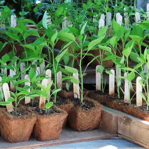    Рассада перцев Кристина Борунова