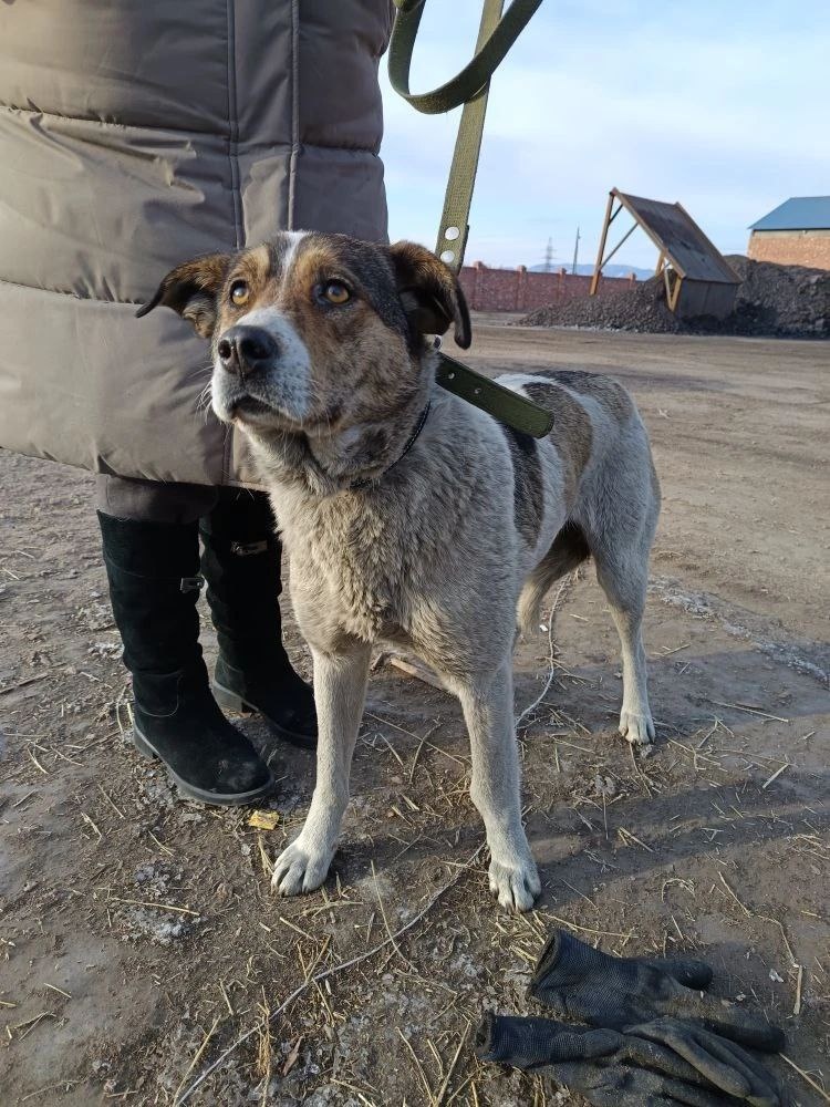 Эту девочку привезли в приют большие друзья приюта Виктория и её мама. У собачки пока нет хозяев, но она не одинока, у неё есть куратор
