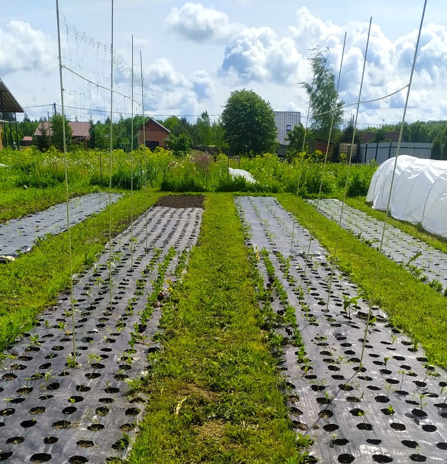 Будни на нашей миги-ферме "Фермерский букет": устанавливаем из стеклоарматуры опоры для сетки по которой будет виться душистый горошек .