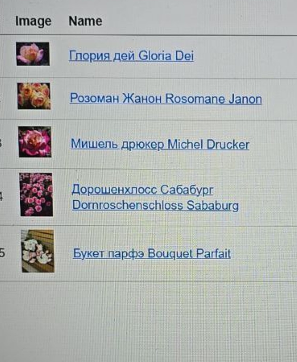 В карусели фото роз из открытых источников Интернет