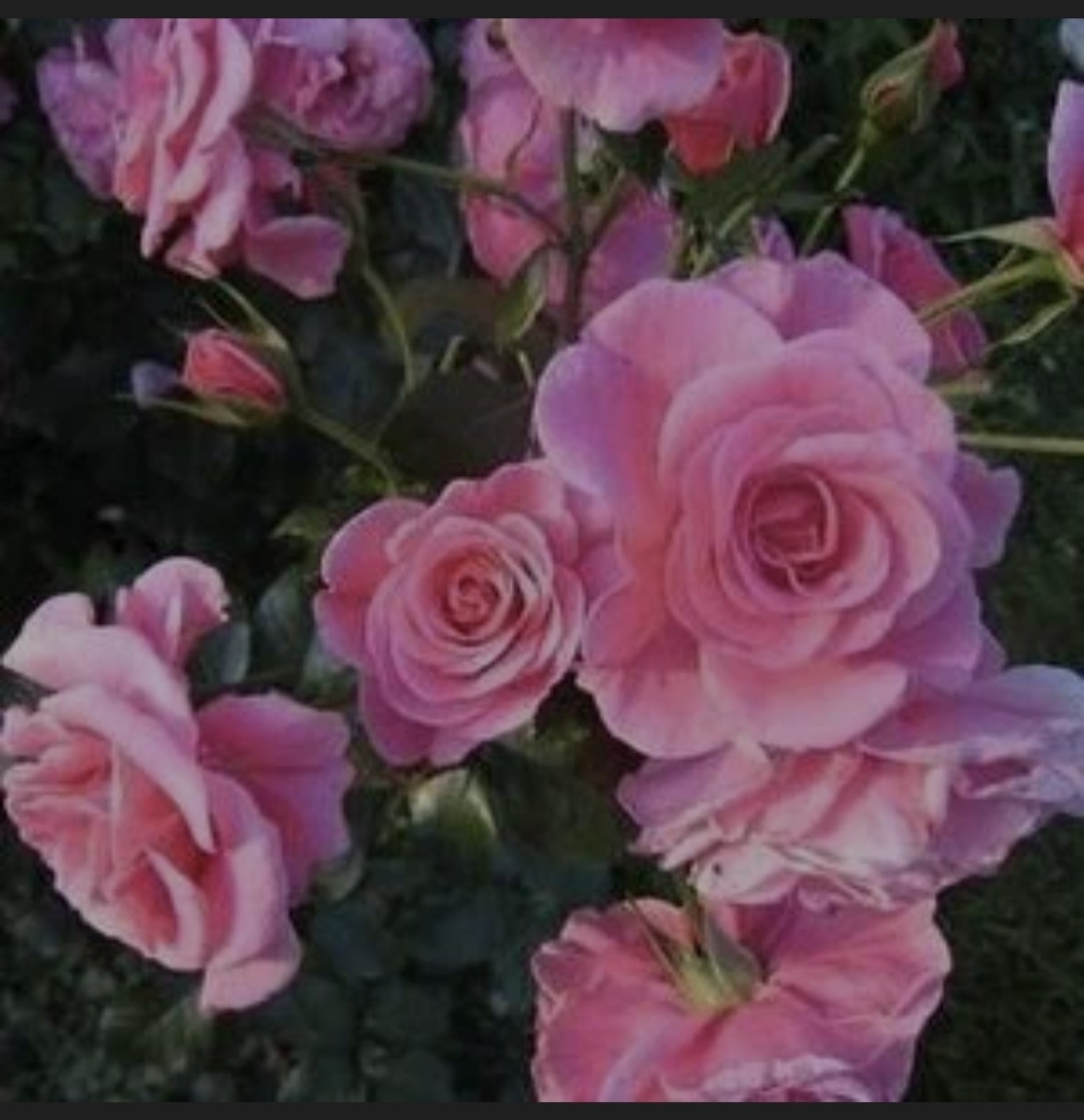 Дорошенхлосс Саббабург