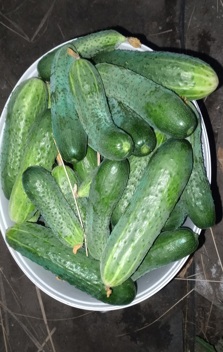 Огурцы Кураж