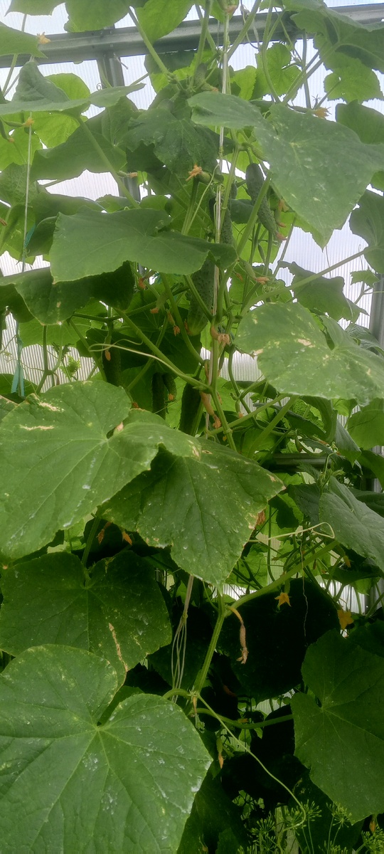 Лианы Куража. Где- то конец июля-Август