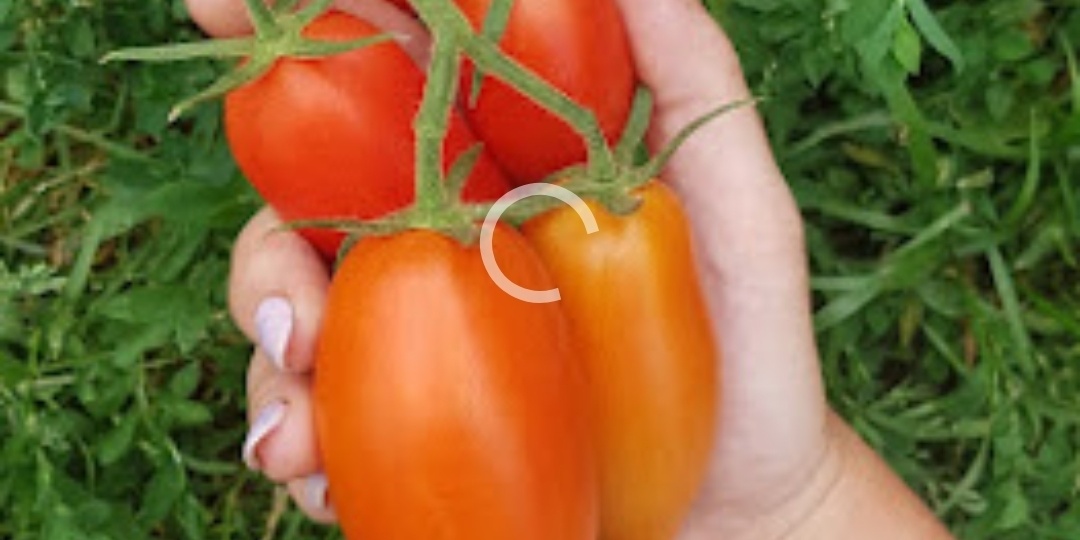 Как я отказалась от химии и перестала уставать: мой опыт органического земледелия в Нижегородской области