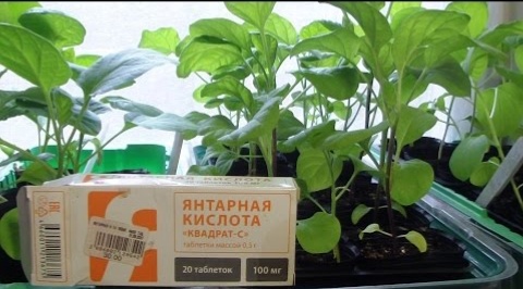 ЯНТАРНАЯ КИСЛОТА ДЛЯ РАССАДЫ! 