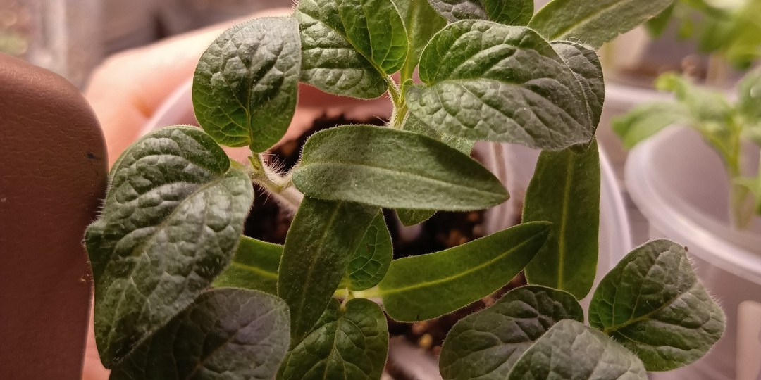 С ЭТИМ КОПЕЕЧНЫМ СРЕДСТВОМ ВАША РАССАДА БУДЕТ КРЕПКОЙ И КОРЕНАСТОЙ!