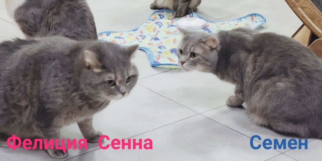 Ни дня без...