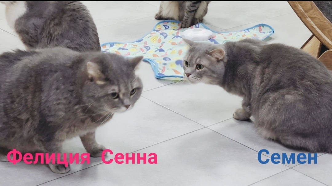 Фелиция и Семен, кто больше, кто серее)))