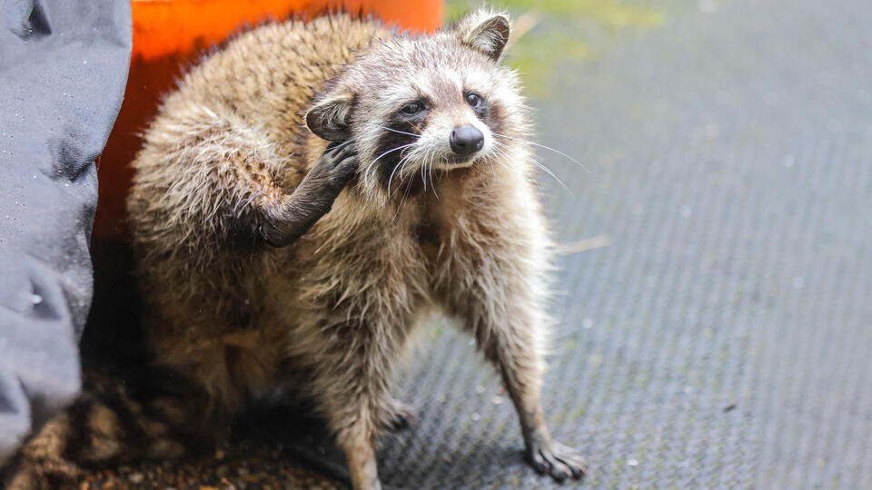 Фото: © www.globallookpress.com/Christopher Drost/Keystone Press Agency