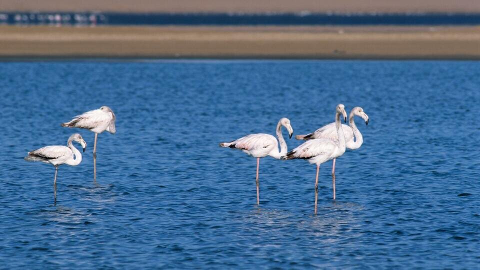 ФОТО: www.globallookpress.com/Alessandra Sarti/imageBROKER.com