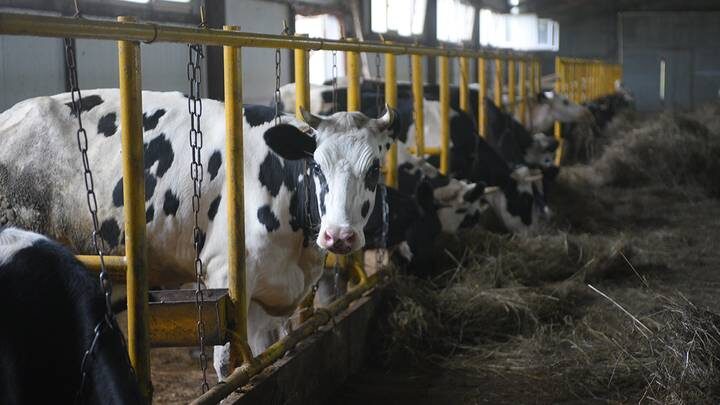Юрист объяснил, что может грозить чиновникам за перебитый скот в регионах РФ