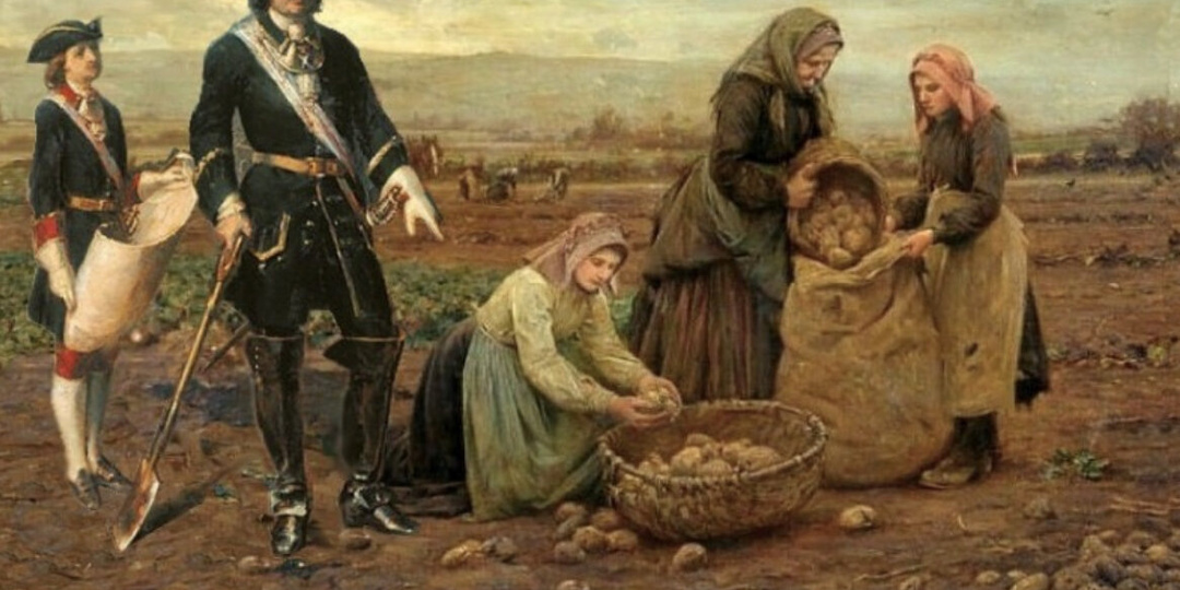 Картофель в России: мифы и правда о появлении любимого овоща