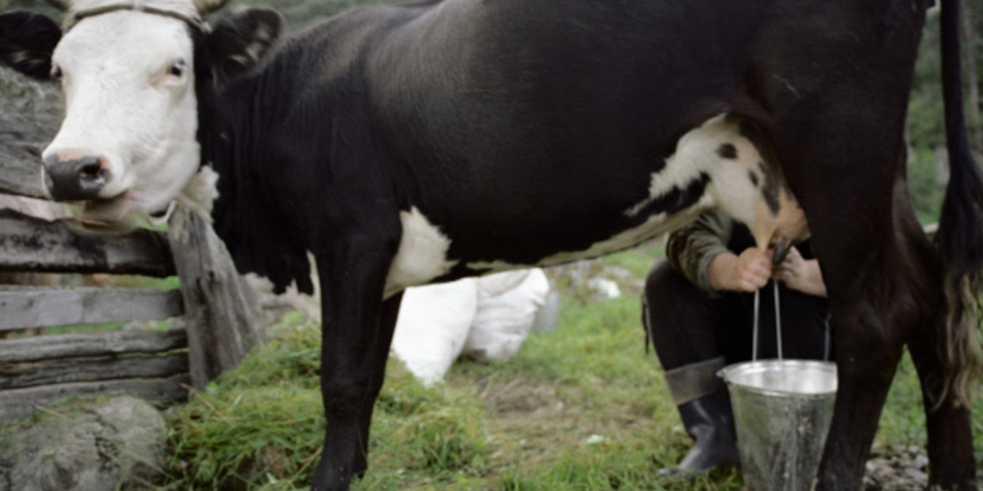 Юрист Багатурия: Чиновникам в регионах может грозить тюрьма за перебитый скот