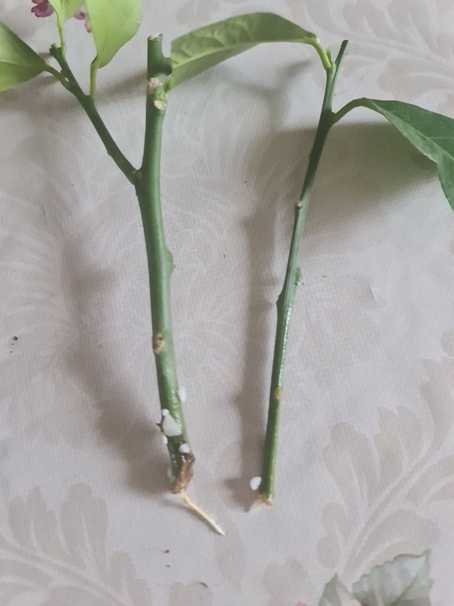 Поставила черенки на окоренение в середине января 2026г